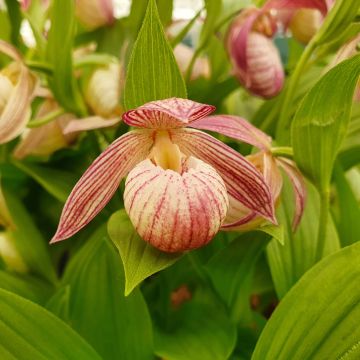 Cypripedium Bernd - Lady Slipper Orchid