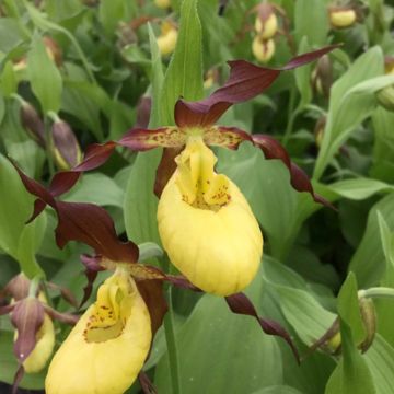 Cypripedium Otto - Lady Slipper Orchid