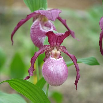 Cypripedium Philipp - Lady Slipper Orchid