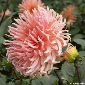 Dahlia Soeur Clarentine
