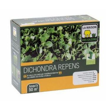 Dichondra repens Seeds
