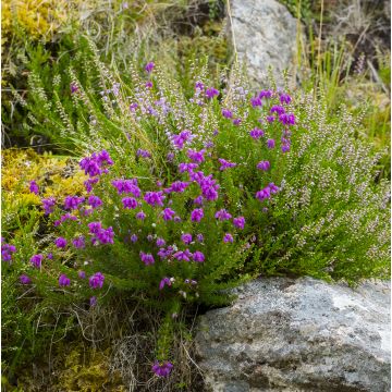 Daboecia cantabrica Purpurea