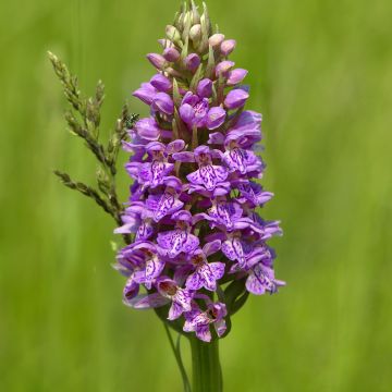Dactylorhiza maculata - Spotted Orchi