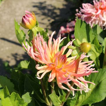 Dahlia Star s Lady