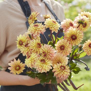 Dahlia Dear Alexander