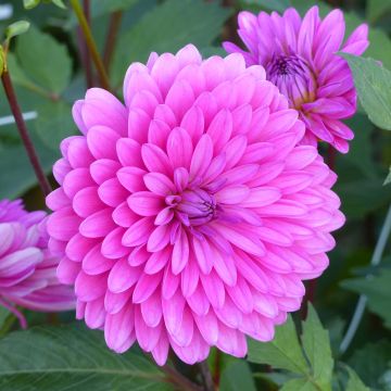 Dahlia Gerbera