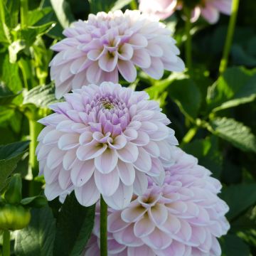 Dahlia Pink Silk