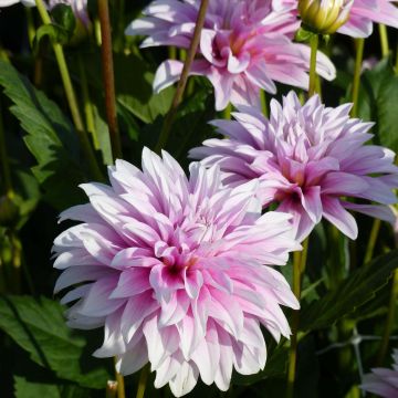 Dahlia Sweet Tiamo