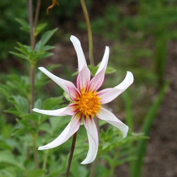 Dahlia Honka fragile