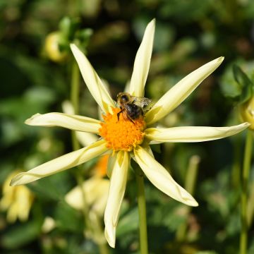 Dahlia Yellow