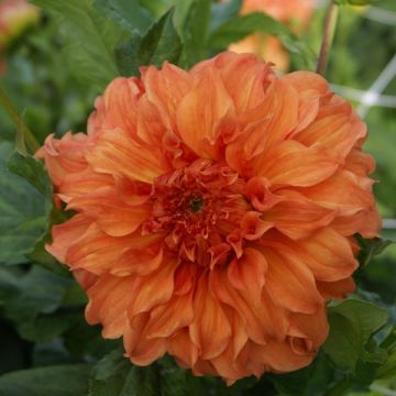 Dahlia Moonlight Sonata
