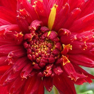 Dahlia à fleurs d'anémone Jive