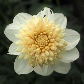 Dahlia Anemone Platinum Blonde