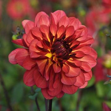 Dahlia Dahlia Antibes