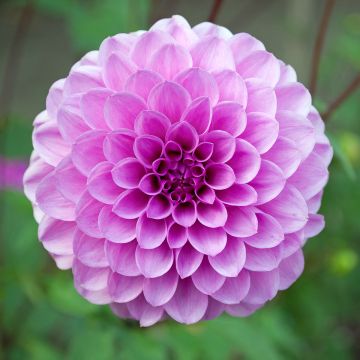 Dahlia Boy Scout