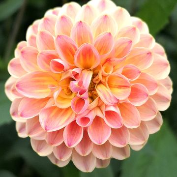 Dahlia Mini Balles Joey Winnie