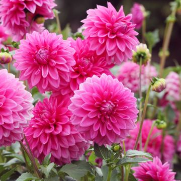 Dahlia Pink Sylvia