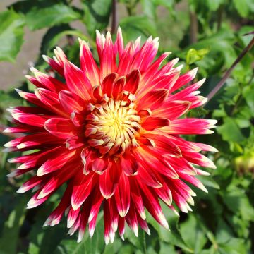 Dahlia cactus Akita