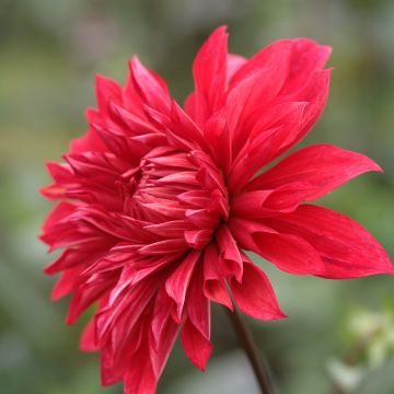 Dahlia Babylon Red