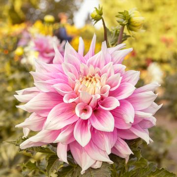 Dahlia Break Out