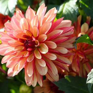 Dahlia Crazy Legs