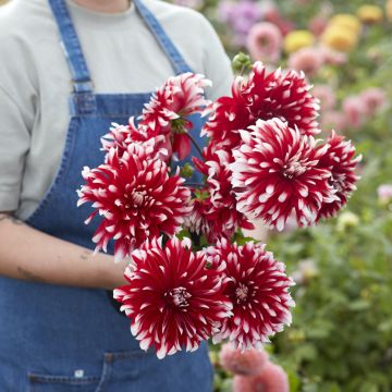 Dahlia Davos