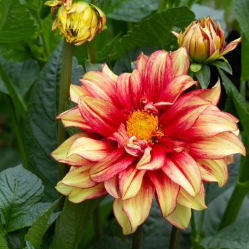 Dahlia Dazzling Sun
