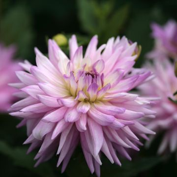 Dahlia Karma Amanda