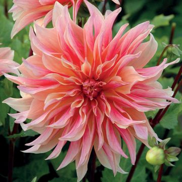 Dahlia Labyrinth