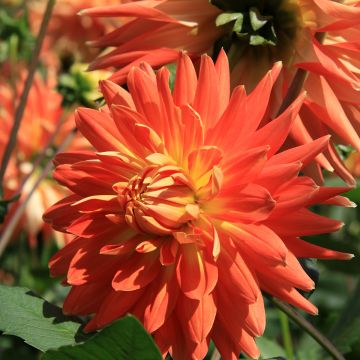 Dahlia Motto