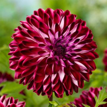 Dahlia Osirium