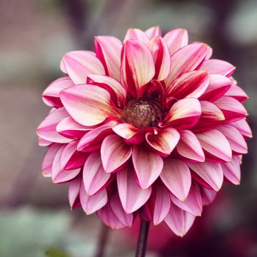 Dahlia Seniors Hope