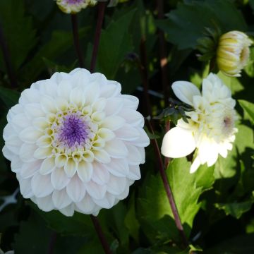 Dahlia Seniors White