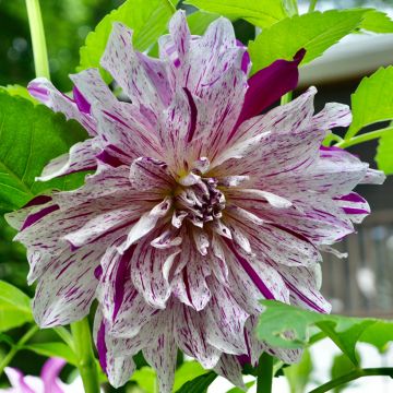 Dahlia Taiheiyo
