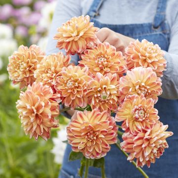 Dahlia Hapet Harmony