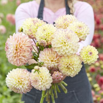 Dahlia Hapet Pastel