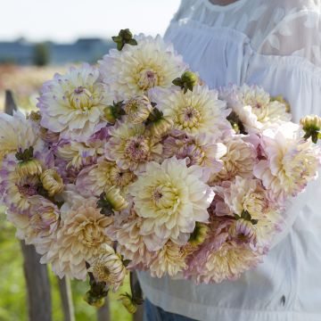 Dahlia Masterclass