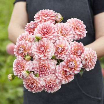Dahlia Trustfull
