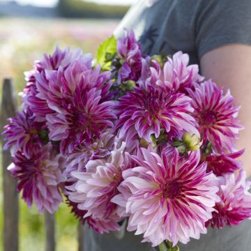 Dahlia Violet Dance