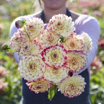 Dahlia Aphrodite
