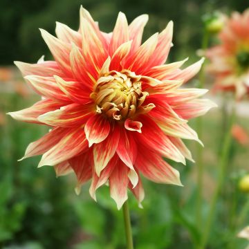 Dahlia Bodacious