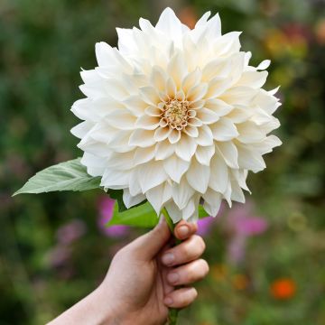 Dahlia géant Café Au Lait Suprême