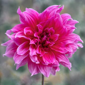 Dahlia géant Emory Paul