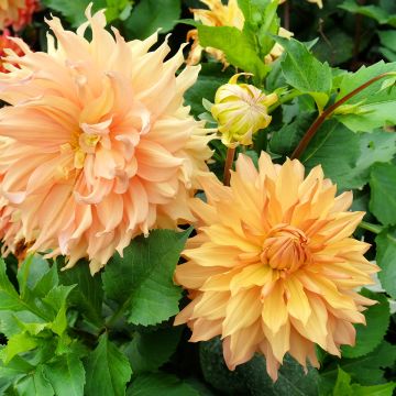 Dahlia Hamari Gold