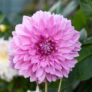 Dahlia Lavender Perfection