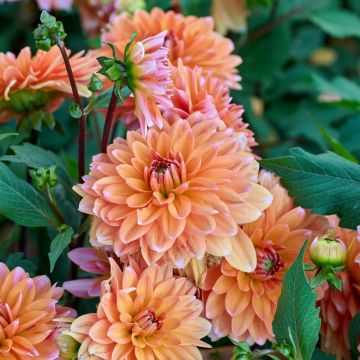 Dahlia Peaches and Vanilla