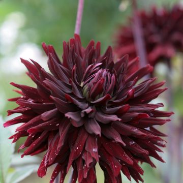 Dahlia Cactus Black Jack