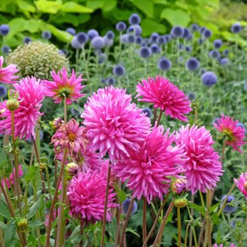 Dahlia Purple Gem