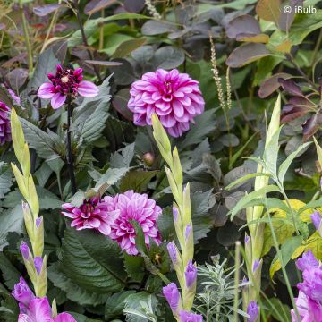Dahlia Gardenetta Lavender