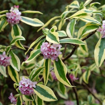 Daphne odora Maejima